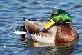 49: Duck - Mallard-1
