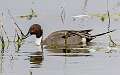 50: Duck - Northern Pintail 2260