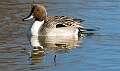 51: Duck - Northern Pintail-1