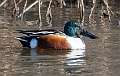 52: Duck - Northern Shoveler-1