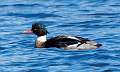 53: Duck - Red-breasted Merganser 9804