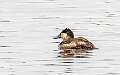 55: Duck - Ruddy-1