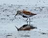 56: Dunlin -6201
