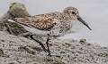 57: Dunlin-1