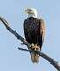 58: Eagle - Bald-1