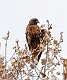 59: Eagle - Golden 2234