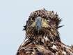 60: Eagle-  Bald juvenilke-6150
