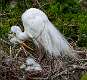61: Egret - Great -6868