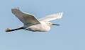 62: Egret - Great-1