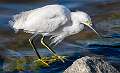 63: Egret - Snowy-1