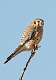 64: Falcon - Kestrel-1