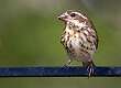 66: Finch - Purple-1