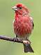 67: Finch -- House-1