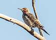 68: Flicker - Northern (Red Shafted)-1