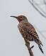 70: Flicker - Northern Red-shafted -2191