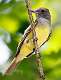 71: Flycatcher - Great Crested-1