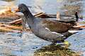 72: Gallinule - Common-1