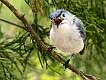 73: Gnatcatcher - Blue-gray-1