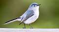 74: Gnatcatcher - Blue-gray-2