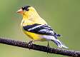 75: Goldfinch - American-1