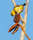 76: Goldfinch - Lesser 1809