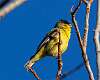 77: Goldfinch - Lesser 1882