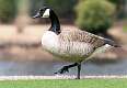 79: Goose - Canada-1