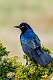 82: Grackle - Boat-tailed -6837