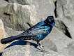 83: Grackle - Boat-tailed 5105