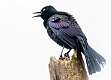 84: Grackle - Common-1