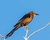 85: Grackle - Great-tailed 1850