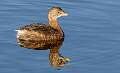 86: Grebe - Pied-billed-1
