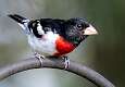87: Grosbeak - Rose-breasted-2