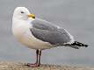 88: Gull - Herring-1
