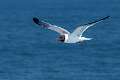 89: Gull - Laughing -7629