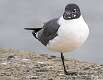 90: Gull - Laughing-1