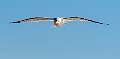 91: Gull - Ring-billed-1