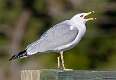 92: Gull - Ring-billed-3