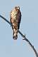 94: Hawk - Northern Harrier-1-2