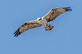 95: Hawk - Osprey-1