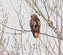 96: Hawk - Red-tail  2122