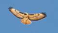 97: Hawk - Red-tailed-1