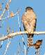 98: Hawk - Sharp-shinned-1