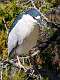 99: Heron - Black-crowned Night-1