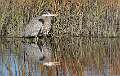 101: Heron - Great Blue-1