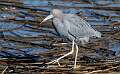 104: Heron - Little Blue-1