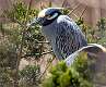 107: Heron - Yellow-crowned Night-1