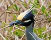 106: Heron - Yellow-crowned night -5776