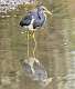 105: Heron - tri-colored-1