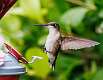 108: Hummingbird - Ruby-throated -8062